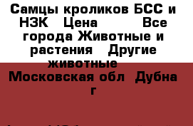Самцы кроликов БСС и НЗК › Цена ­ 400 - Все города Животные и растения » Другие животные   . Московская обл.,Дубна г.